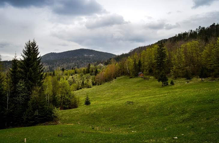 Zelena panorama livada i šuma na planini