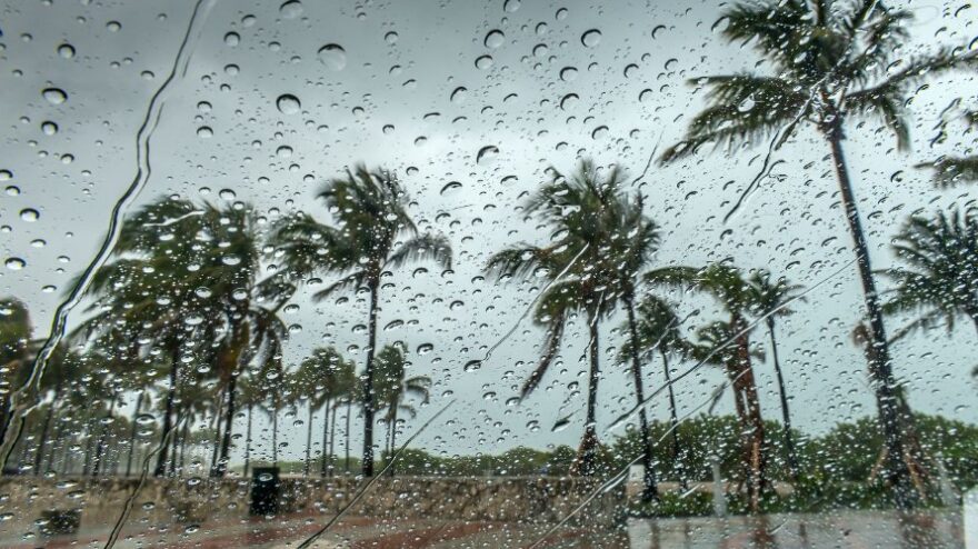 Pogled na palme kroz kišno staklo